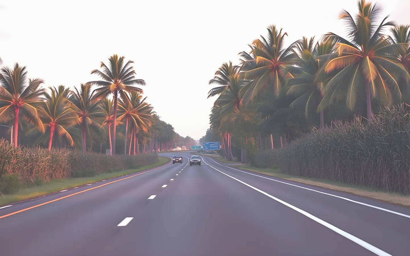 Queensland tropical highway lined with palms