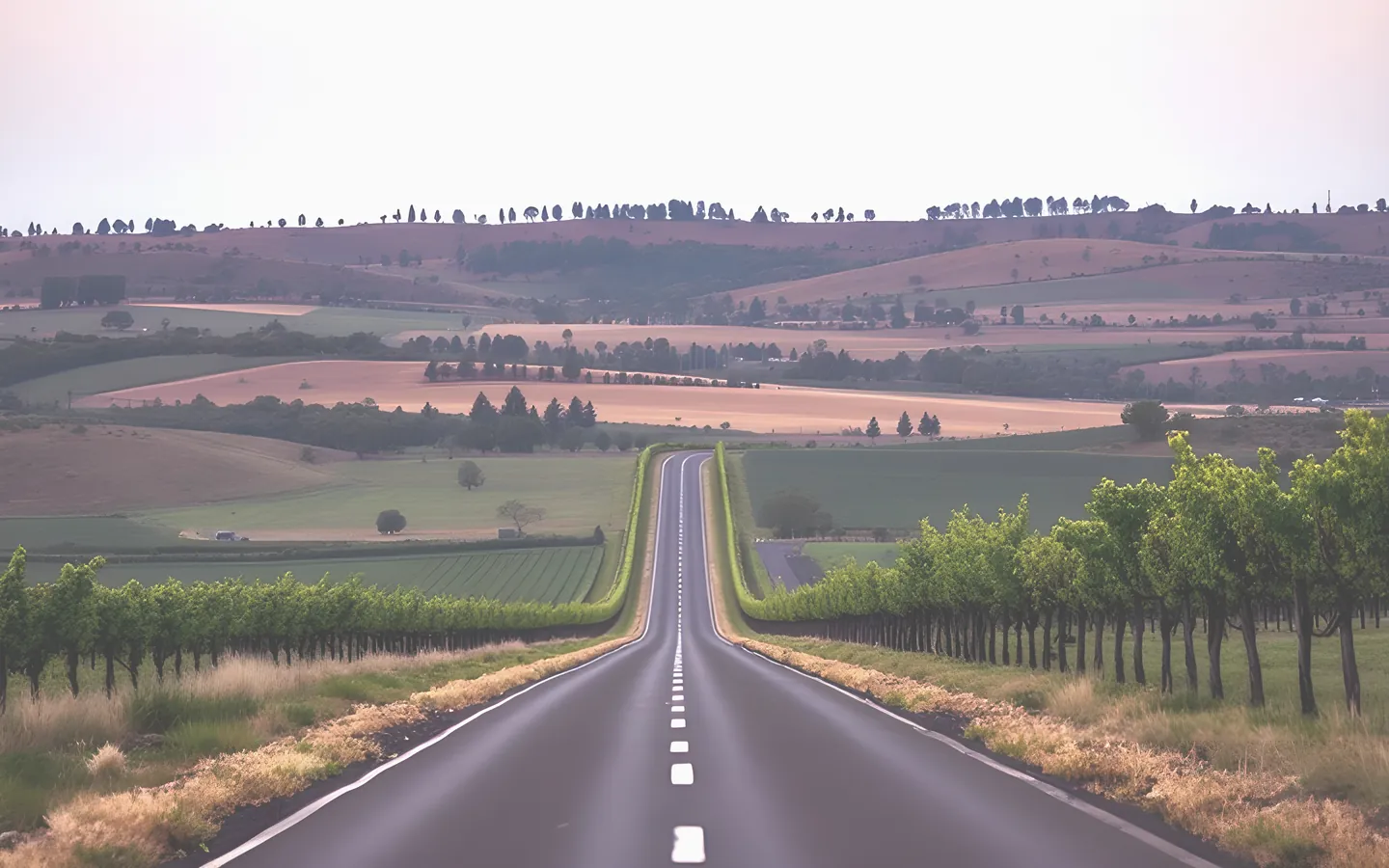 South Australian vineyard road through the Barossa