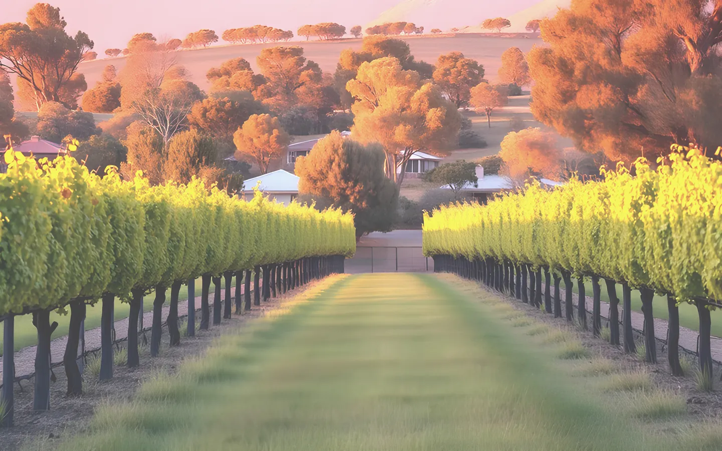 Orange NSW autumn vineyards and rolling farmland